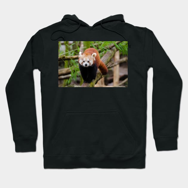 Red Panda Hoodie by kawaii_shop